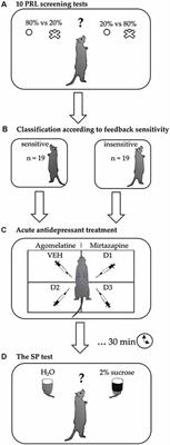 Trait Sensitivity to Negative and Positive Feedback Does Not Interact With the Effects of Acute Antidepressant Treatment on Hedonic Status in Rats